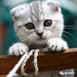 娱乐吃瓜君折耳猫原视频,折耳猫原视频背后的故事